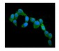 Anti-Cystatin C/CST3 Antibody Picoband™ (monoclonal, 4H8)